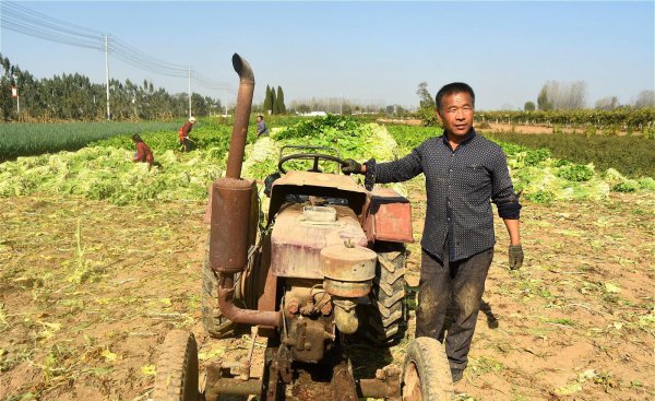雪菜是什么菜腌制的