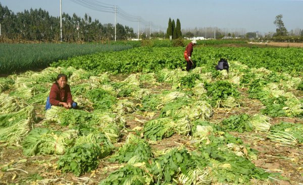 雪菜是什么菜腌制的