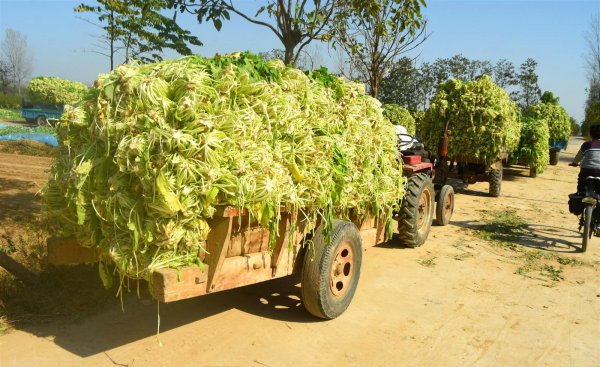 雪菜是什么菜腌制的