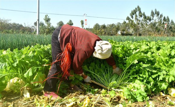 雪菜是什么菜腌制的