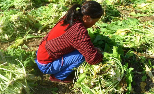 雪菜是什么菜腌制的