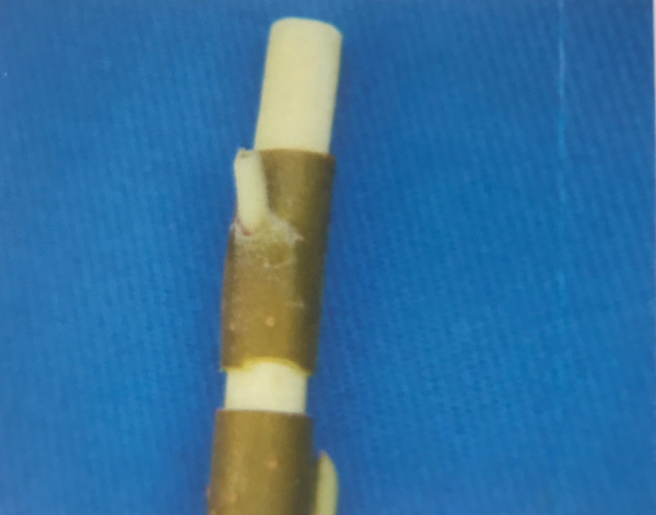 嫁接柿子用什么树做砧木