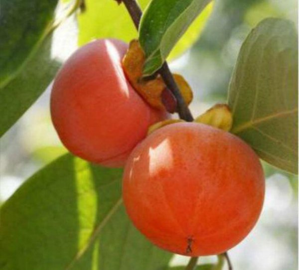 嫁接柿子用什么树做砧木