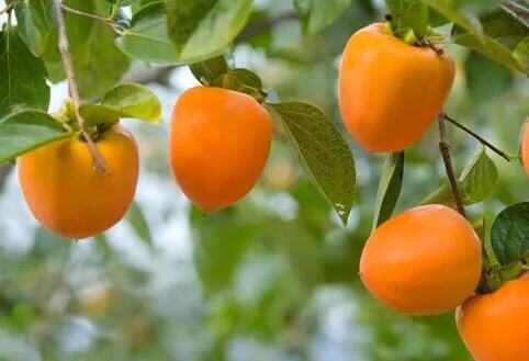 嫁接柿子用什么树做砧木