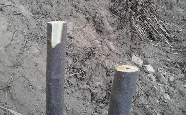 嫁接柿子用什么树做砧木