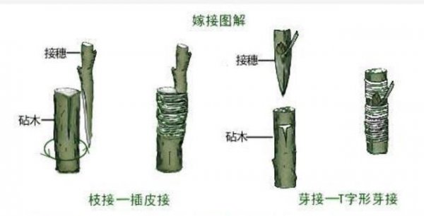 嫁接柿子用什么树做砧木