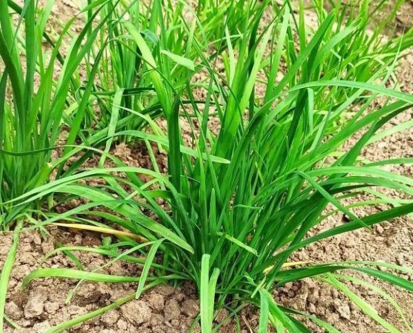 韭菜根移栽应该几颗