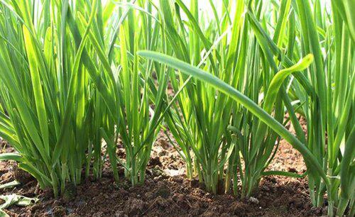 韭菜根移栽应该几颗