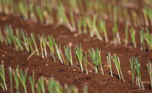 韭菜根移栽应该几颗