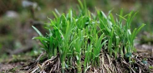 韭菜根移栽应该几颗