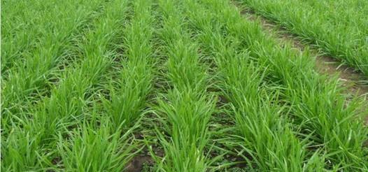 韭菜根移栽应该几颗