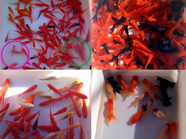 草金鱼真的养不死吗