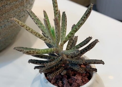 落地生根为什么不吉利