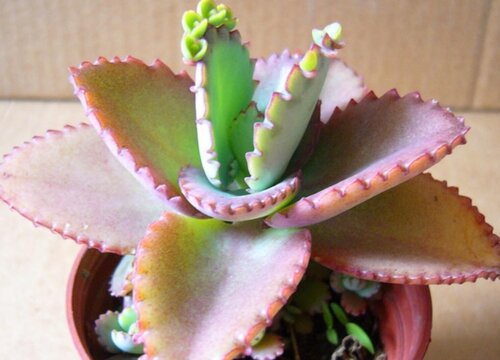 落地生根为什么不吉利