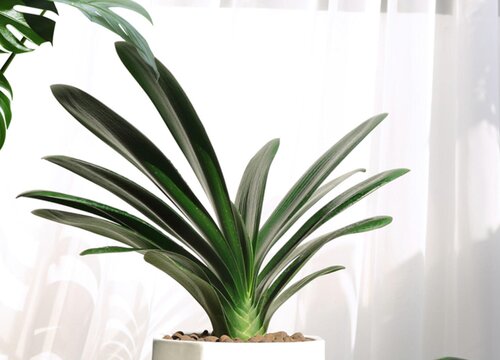 新手养君子兰如何避免浇水烂根的现象