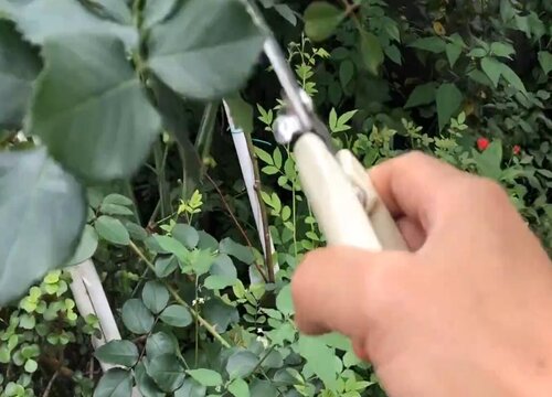 月季夏天可以剪枝吗