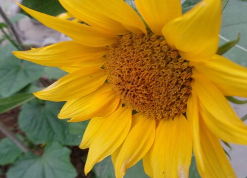 油葵种植时间和方法