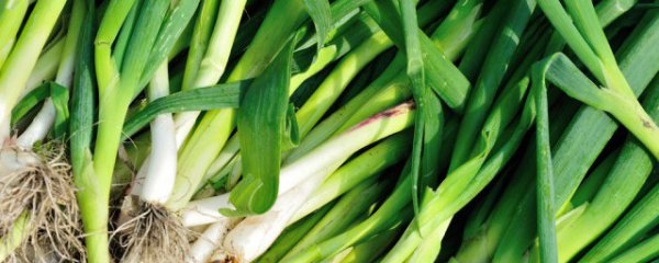 冬天保存大蒜苗的方法