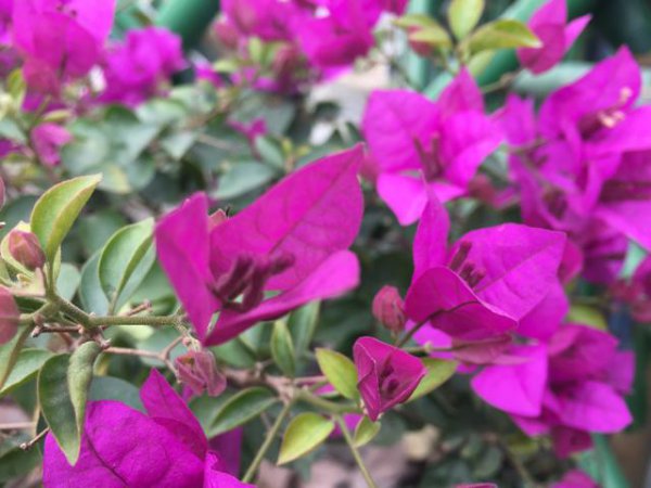 新栽三角梅多长时间能开花