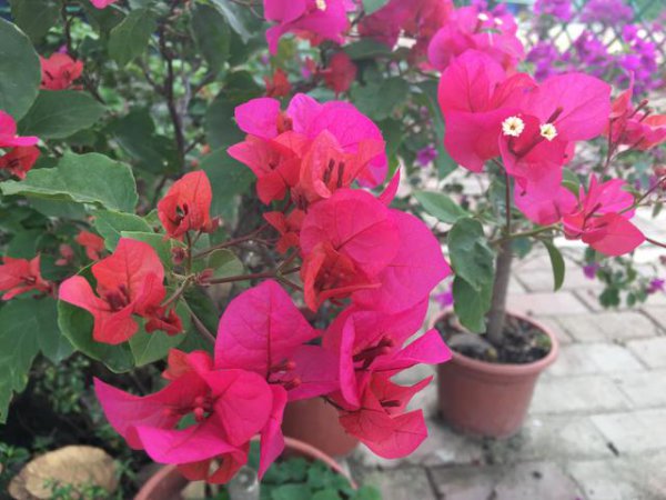 新栽三角梅多长时间能开花