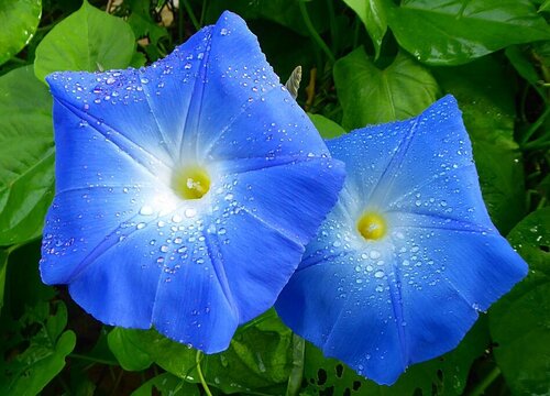 牵牛花多久浇一次水比较好