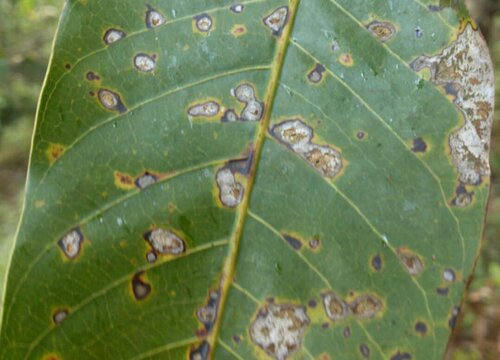 油茶病虫害防治方法与技术措施