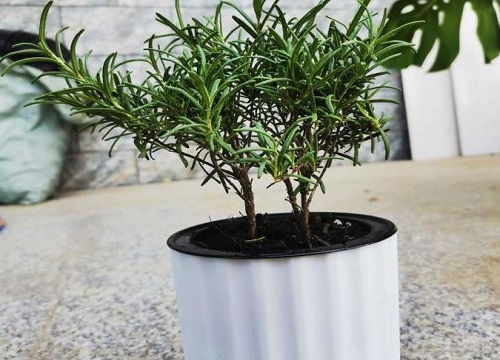 迷迭香扦插多久生根