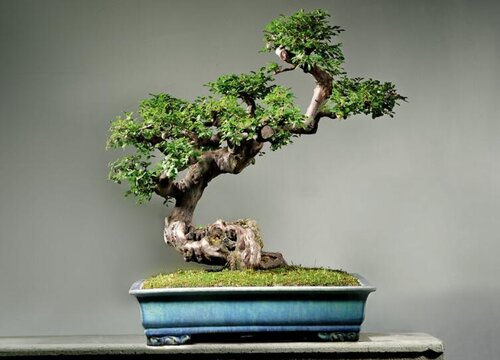 雀梅施肥用什么肥料