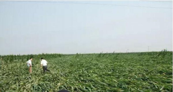 浅析玉米倒伏的原因及防御对策