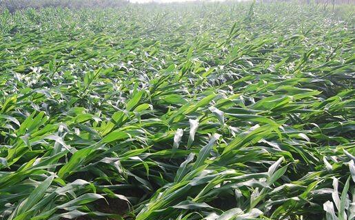 浅析玉米倒伏的原因及防御对策