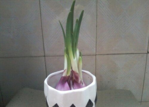 洋葱开花是什么样子