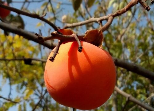 秋天水果有哪些水果种类