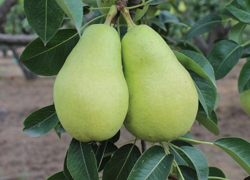 秋天水果有哪些水果种类