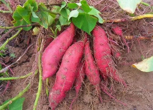 红薯含糖量高吗