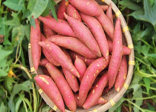 红薯含糖量高吗