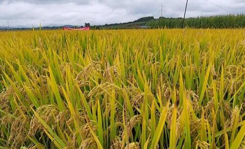 水稻稻纵卷叶螟用什么药防治最好