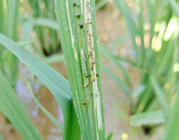 水稻稻纵卷叶螟用什么药防治最好