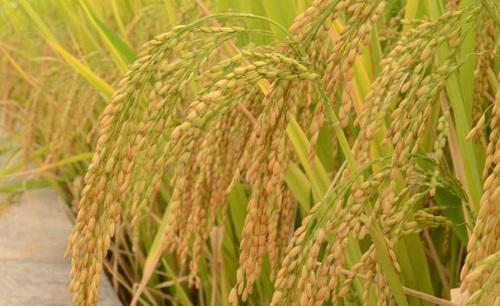 水稻稻纵卷叶螟用什么药防治最好