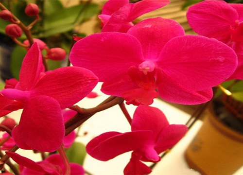 冬季养蝴蝶兰水肥管理注意事项