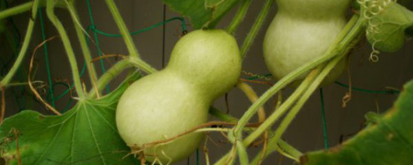 买什么葫芦可以辟邪保平安