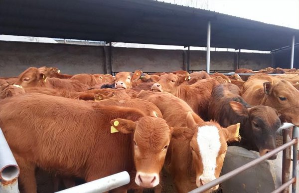 一年四季喂牛的草种