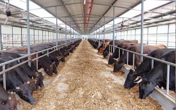 一年四季喂牛的草种