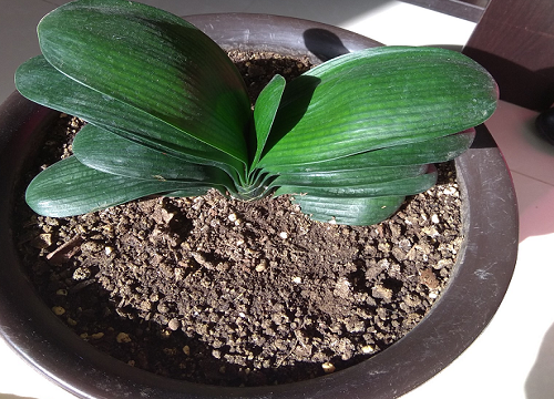 君子兰新长出来的叶片发软的原因