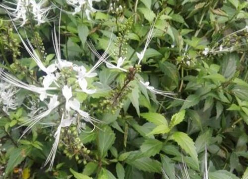 化石草的功效与作用及食用方法