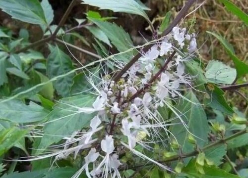 化石草的功效与作用及食用方法