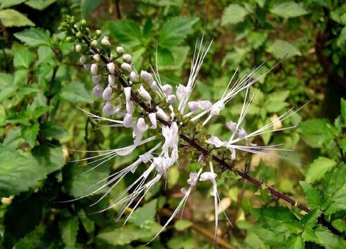 化石草的功效与作用及食用方法