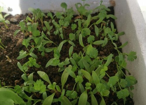 香菜籽几天发芽出苗