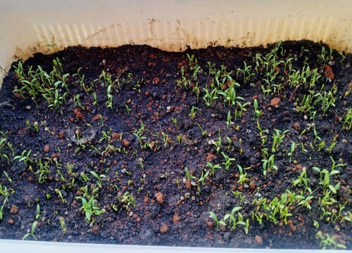 香菜籽几天发芽出苗