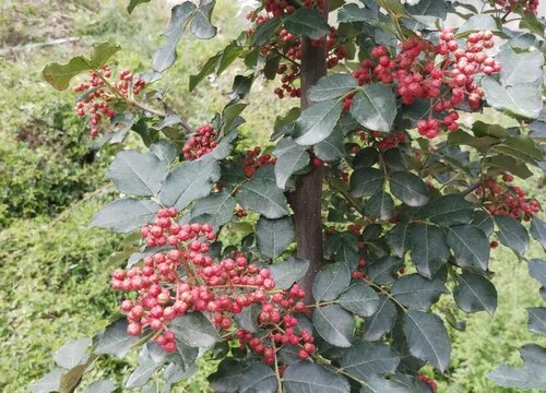 无刺花椒树哪个品种好