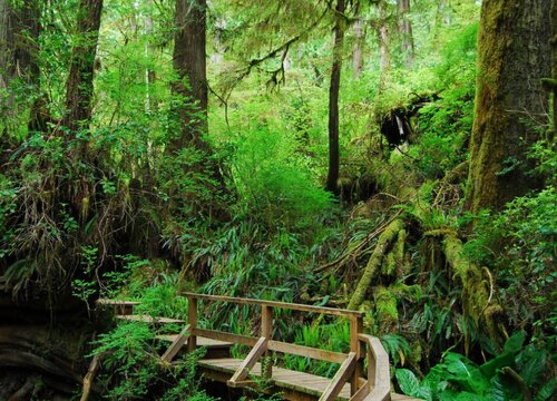 松树的品种有哪些